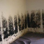Mold-Removal-Pacifica