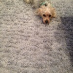 Pacifica-Dog-carpet-clean