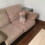 Pacifica-Sofa-Pet-Stain-Cleaning